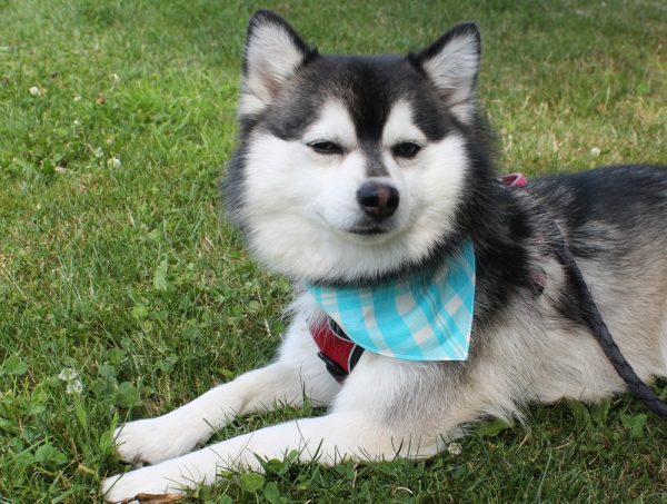 Bandana pour chien en verquelure – Image 2