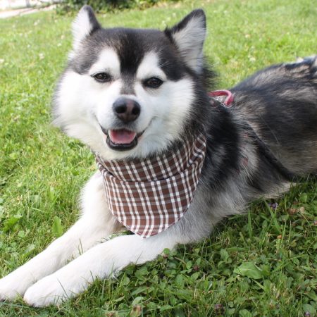 Bandana pour chien en verquelure