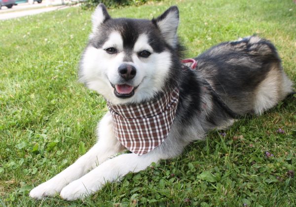 Bandana pour chien en verquelure