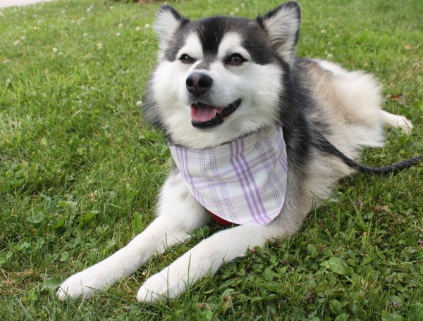 Bandana pour chien en verquelure – Image 4
